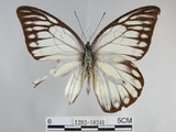 中文名:斑粉蝶(鋸粉蝶)(1282-18240)學名:Prioneris thestylis formosana Fruhstorfer, 1908(1282-18240)