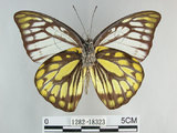 中文名:斑粉蝶(鋸粉蝶)(1282-18323)學名:Prioneris thestylis formosana Fruhstorfer, 1908(1282-18323)