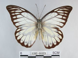 中文名:斑粉蝶(鋸粉蝶)(1282-18323)學名:Prioneris thestylis formosana Fruhstorfer, 1908(1282-18323)