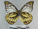 中文名:斑粉蝶(鋸粉蝶)(2492-317)學名:Prioneris thestylis formosana Fruhstorfer, 1908(2492-317)