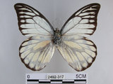 中文名:斑粉蝶(鋸粉蝶)(2492-317)學名:Prioneris thestylis formosana Fruhstorfer, 1908(2492-317)