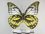 中文名:斑粉蝶(鋸粉蝶)(2680-238)學名:Prioneris thestylis formosana Fruhstorfer, 1908(2680-238)