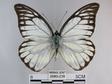 中文名:斑粉蝶(鋸粉蝶)(2680-239)學名:Prioneris thestylis formosana Fruhstorfer, 1908(2680-239)