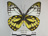 中文名:斑粉蝶(鋸粉蝶)(2680-237)學名:Prioneris thestylis formosana Fruhstorfer, 1908(2680-237)