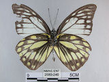 中文名:斑粉蝶(鋸粉蝶)(2680-240)學名:Prioneris thestylis formosana Fruhstorfer, 1908(2680-240)