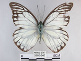 中文名:斑粉蝶(鋸粉蝶)(2680-240)學名:Prioneris thestylis formosana Fruhstorfer, 1908(2680-240)