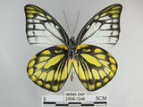 中文名:斑粉蝶(鋸粉蝶)(2909-1248)學名:Prioneris thestylis formosana Fruhstorfer, 1908(2909-1248)