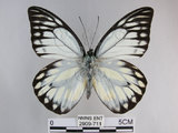 中文名:斑粉蝶(鋸粉蝶)(2909-711)學名:Prioneris thestylis formosana Fruhstorfer, 1908(2909-711)