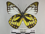 中文名:斑粉蝶(鋸粉蝶)(2909-885)學名:Prioneris thestylis formosana Fruhstorfer, 1908(2909-885)