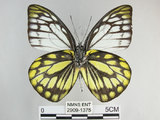 中文名:斑粉蝶(鋸粉蝶)(2909-1375)學名:Prioneris thestylis formosana Fruhstorfer, 1908(2909-1375)