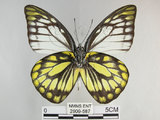 中文名:斑粉蝶(鋸粉蝶)(2909-587)學名:Prioneris thestylis formosana Fruhstorfer, 1908(2909-587)