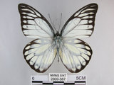 中文名:斑粉蝶(鋸粉蝶)(2909-587)學名:Prioneris thestylis formosana Fruhstorfer, 1908(2909-587)