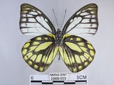 中文名:斑粉蝶(鋸粉蝶)(2909-503)學名:Prioneris thestylis formosana Fruhstorfer, 1908(2909-503)