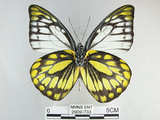 中文名:斑粉蝶(鋸粉蝶)(2909-733)學名:Prioneris thestylis formosana Fruhstorfer, 1908(2909-733)