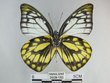 中文名:斑粉蝶(鋸粉蝶)(2909-183)學名:Prioneris thestylis formosana Fruhstorfer, 1908(2909-183)