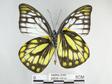 中文名:斑粉蝶(鋸粉蝶)(2909-1810)學名:Prioneris thestylis formosana Fruhstorfer, 1908(2909-1810)