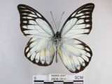 中文名:斑粉蝶(鋸粉蝶)(2909-1810)學名:Prioneris thestylis formosana Fruhstorfer, 1908(2909-1810)