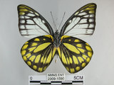 中文名:斑粉蝶(鋸粉蝶)(2909-1590)學名:Prioneris thestylis formosana Fruhstorfer, 1908(2909-1590)