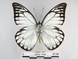 中文名:斑粉蝶(鋸粉蝶)(2909-1590)學名:Prioneris thestylis formosana Fruhstorfer, 1908(2909-1590)