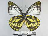 中文名:斑粉蝶(鋸粉蝶)(2909-274)學名:Prioneris thestylis formosana Fruhstorfer, 1908(2909-274)