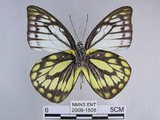 中文名:斑粉蝶(鋸粉蝶)(2909-1508)學名:Prioneris thestylis formosana Fruhstorfer, 1908(2909-1508)