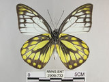 中文名:斑粉蝶(鋸粉蝶)(2909-732)學名:Prioneris thestylis formosana Fruhstorfer, 1908(2909-732)