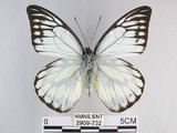 中文名:斑粉蝶(鋸粉蝶)(2909-732)學名:Prioneris thestylis formosana Fruhstorfer, 1908(2909-732)