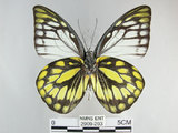 中文名:斑粉蝶(鋸粉蝶)(2909-293)學名:Prioneris thestylis formosana Fruhstorfer, 1908(2909-293)