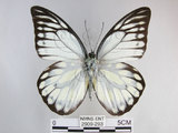 中文名:斑粉蝶(鋸粉蝶)(2909-293)學名:Prioneris thestylis formosana Fruhstorfer, 1908(2909-293)