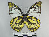 中文名:斑粉蝶(鋸粉蝶)(2909-813)學名:Prioneris thestylis formosana Fruhstorfer, 1908(2909-813)