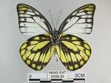 中文名:斑粉蝶(鋸粉蝶)(2909-36)學名:Prioneris thestylis formosana Fruhstorfer, 1908(2909-36)