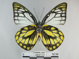 中文名:斑粉蝶(鋸粉蝶)(2909-107)學名:Prioneris thestylis formosana Fruhstorfer, 1908(2909-107)