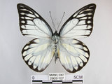 中文名:斑粉蝶(鋸粉蝶)(2909-107)學名:Prioneris thestylis formosana Fruhstorfer, 1908(2909-107)