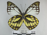 中文名:斑粉蝶(鋸粉蝶)(2909-1762)學名:Prioneris thestylis formosana Fruhstorfer, 1908(2909-1762)