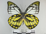 中文名:斑粉蝶(鋸粉蝶)(2909-1784)學名:Prioneris thestylis formosana Fruhstorfer, 1908(2909-1784)