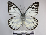 中文名:斑粉蝶(鋸粉蝶)(2909-273)學名:Prioneris thestylis formosana Fruhstorfer, 1908(2909-273)