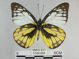 中文名:斑粉蝶(鋸粉蝶)(3124-294)學名:Prioneris thestylis formosana Fruhstorfer, 1908(3124-294)