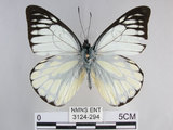 中文名:斑粉蝶(鋸粉蝶)(3124-294)學名:Prioneris thestylis formosana Fruhstorfer, 1908(3124-294)