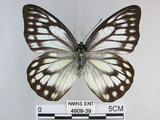 中文名:斑粉蝶(鋸粉蝶)(4909-39)學名:Prioneris thestylis formosana Fruhstorfer, 1908(4909-39)