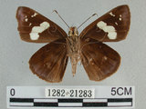 中文名:黑弄蝶(1282-21283)學名:Notocrypta curvifascia (C. Felder & R. Felder, 1862)(1282-21283)