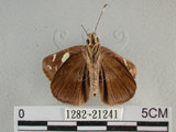 中文名:黑弄蝶(1282-21241)學名:Notocrypta curvifascia (C. Felder & R. Felder, 1862)(1282-21241)