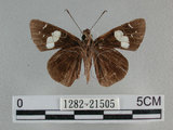 中文名:黑弄蝶(1282-21505)學名:Notocrypta curvifascia (C. Felder & R. Felder, 1862)(1282-21505)