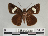 中文名:黑弄蝶(1282-20842)學名:Notocrypta curvifascia (C. Felder & R. Felder, 1862)(1282-20842)