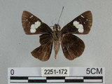 中文名:黑弄蝶(2251-172)學名:Notocrypta curvifascia (C. Felder & R. Felder, 1862)(2251-172)