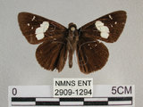 中文名:黑弄蝶(2909-1294)學名:Notocrypta curvifascia (C. Felder & R. Felder, 1862)(2909-1294)
