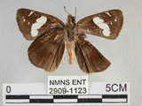 中文名:黑弄蝶(2909-1123)學名:Notocrypta curvifascia (C. Felder & R. Felder, 1862)(2909-1123)
