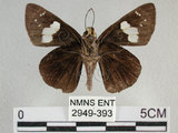 中文名:黑弄蝶(2949-393)學名:Notocrypta curvifascia (C. Felder & R. Felder, 1862)(2949-393)