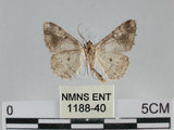 中文名:雙峰霜尺蛾(1188-40)學名:Alcis hyberniata Bastelberger, 1909(1188-40)