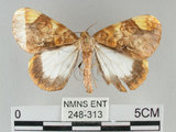中文名:枯葉尺蛾 (248-313)學名:Gandaritis sinicaria postalba Wileman, 1920 (248-313)