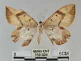 中文名:枯葉尺蛾(732-324)學名:Gandaritis sinicaria postalba Wileman, 1920(732-324)